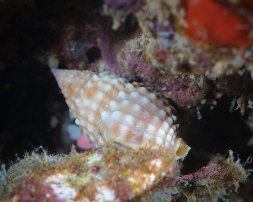 Nassarius papillosus observed 2022-06-25