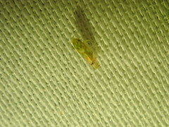 Erythroneura reflecta