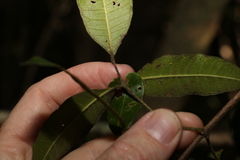 Melicope micrococca