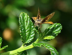 Ochlodes agricola