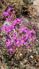 Zeltnera abramsii