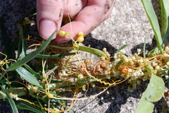 Smicronyx sculpticollis