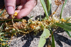 Smicronyx sculpticollis