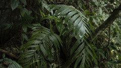 Chamaedorea tepejilote