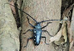 Batocera frenchi