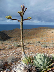 Agave sebastiana
