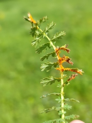 Triphragmium filipendulae