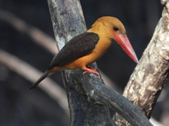 Pelargopsis amauroptera