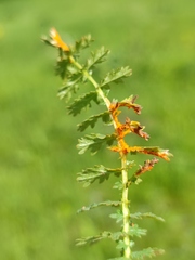 Triphragmium filipendulae