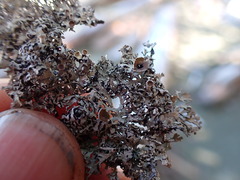 Hypogymnia lophyrea