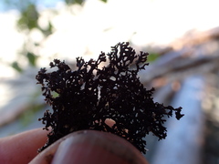 Hypogymnia lophyrea