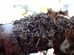 Hypogymnia lophyrea