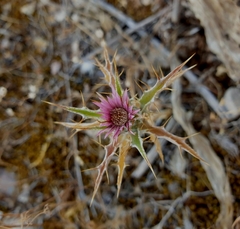 Carlina lanata