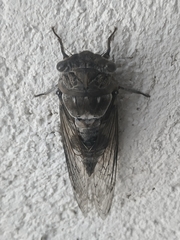Lyristes plebejus