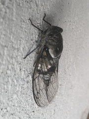 Lyristes plebejus