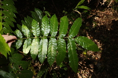 Dysoxylum rufum