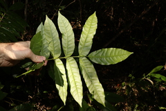 Dysoxylum rufum