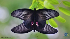 Papilio protenor euprotenor