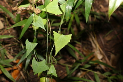 Zehneria cunninghamii