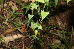 Zehneria cunninghamii