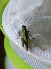 Oedaleus infernalis