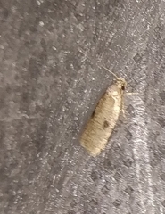 Agonopterix propinquella