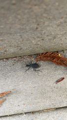 Scaphinotus angusticollis