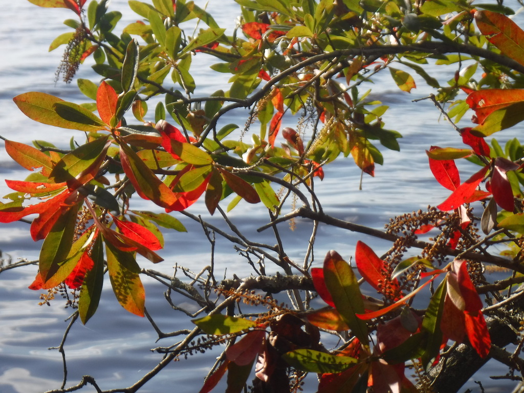 Cyrilla from Catfish Lake, Croatan National Forest, Craven County, NC