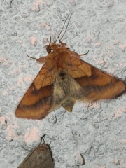 Pyrrhia