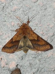 Pyrrhia