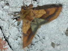 Pyrrhia