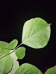 Lonchocarpus phaseolifolius