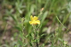 Crocanthemum bicknellii