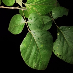 Lonchocarpus phaseolifolius