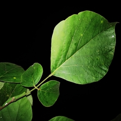 Lonchocarpus phaseolifolius