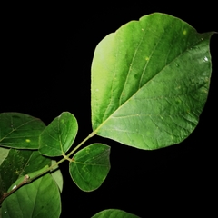 Lonchocarpus phaseolifolius