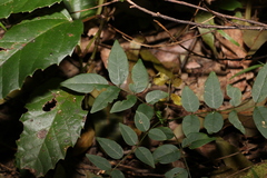 Derris involuta