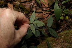 Derris involuta