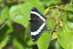 Limenitis arthemis rubrofasciata