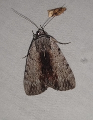 Catocala gracilis