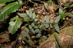 Derris involuta