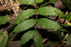 Cupaniopsis serrata