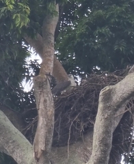 Haliaeetus leucogaster