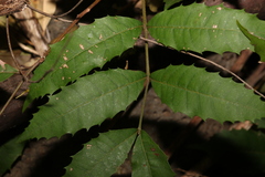 Cupaniopsis serrata