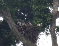 Haliaeetus leucogaster