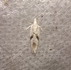 Eucosma metzneriana