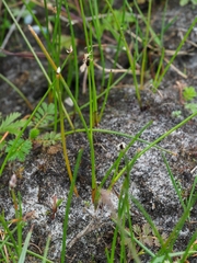 Eleocharis quinqueflora