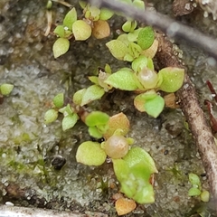 Lysimachia minima