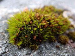 Schistidium maritimum