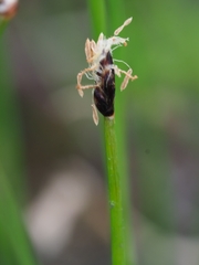Eleocharis quinqueflora